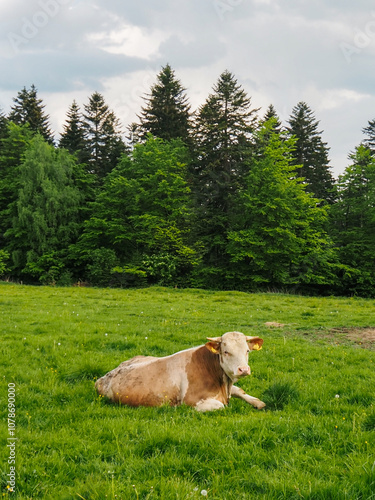02405_Poland - Nowica, Gorlicie - cute brown cows grazing grass in bucolic countryside in Gorlicie, withar the Tatras Mountains in the background