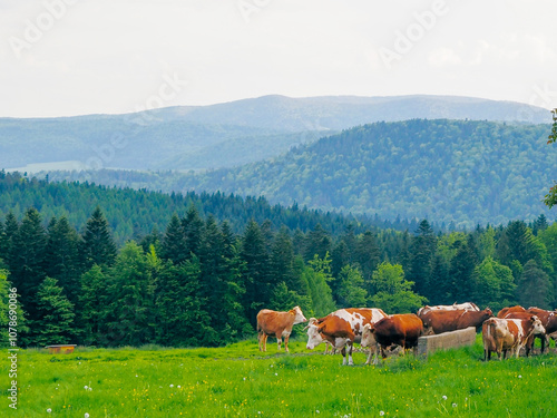 02405_Poland - Nowica, Gorlicie - cute brown cows grazing grass in bucolic countryside in Gorlicie, withar the Tatras Mountains in the background