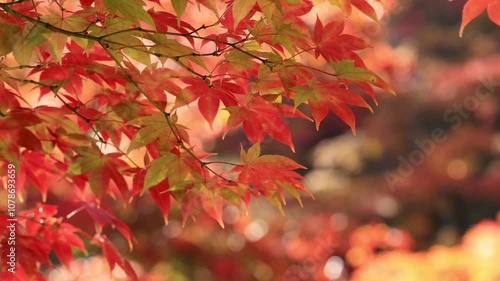 風に揺れるカエデの紅葉　6