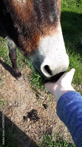 Donkey Snorting and Eating Grass Out of a Girl's Hand, Ireland