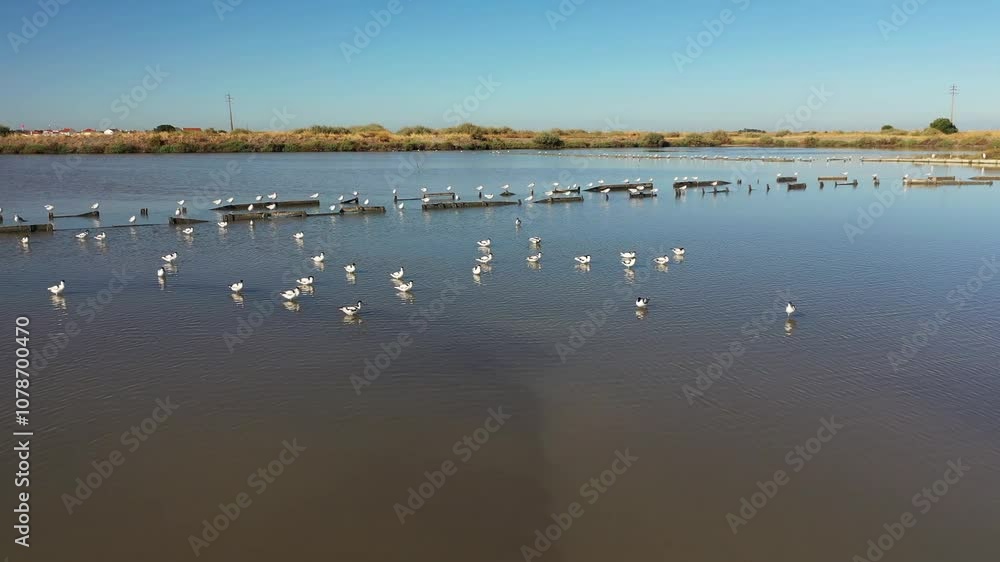 Imagens Fascinantes De Aves Nas Salinas De Alcochete Uma Das imagens-fascinantes-de-aves-nas-salinas-de-alcochete-uma-das
