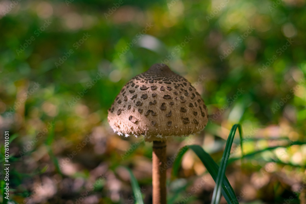 Macro photo of a toadstool, an inedible mushroom growing in the forest; related to wild and cultivated mushroom foraging. Macro photo of a toadstool, an inedible mushroom growing in the forest; related to wild and cultivated mushroom foraging.