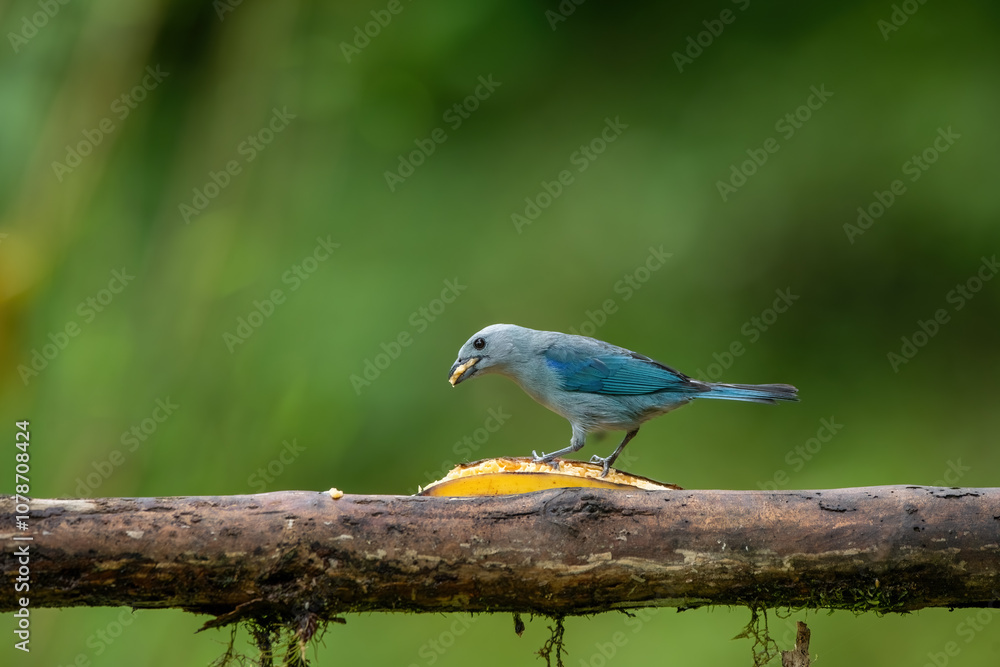 The blue-gray tanager (Thraupis episcopus) is a medium-sized South American passerine bird in the tanager family (Thraupidae).