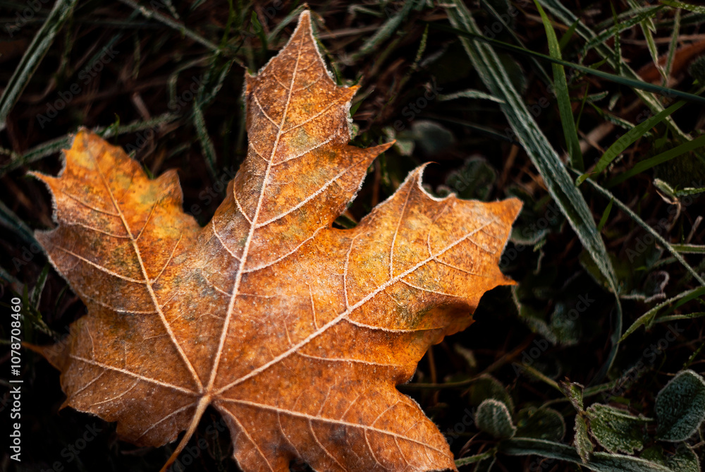 Golden-orange maple leaf coated with frost, resting on grass. Close-up of a frosty autumn leaf lying on the ground, with intricate ice crystals highlighting the warm, golden-orange hues.
Golden-orange maple leaf coated with frost, resting on grass. Close-up of a frosty autumn leaf lying on the ground, with intricate ice crystals highlighting the warm, golden-orange hues.