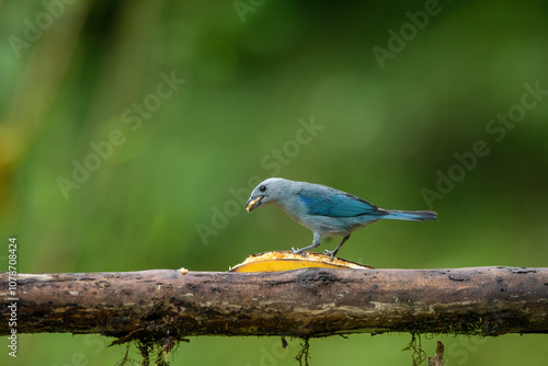 Obraz na płótnie The blue-gray tanager (Thraupis episcopus) is a medium-sized South American passerine bird in the tanager family (Thraupidae). w salonie