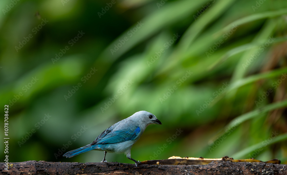 The blue-gray tanager (Thraupis episcopus) is a medium-sized South American passerine bird in the tanager family (Thraupidae).