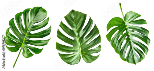 Set of large monstera tropical leaves isolated on a transparent background