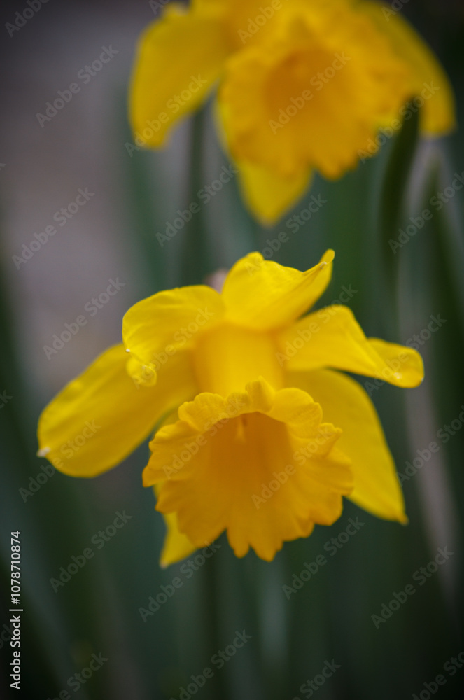 WILD DAFFODIL (NARCISSUS PSEUDONARCISSUS) WILD DAFFODIL (NARCISSUS PSEUDONARCISSUS)