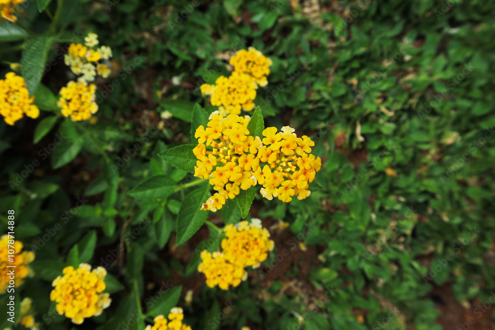 Fototapeta premium yellow lantana captured from above