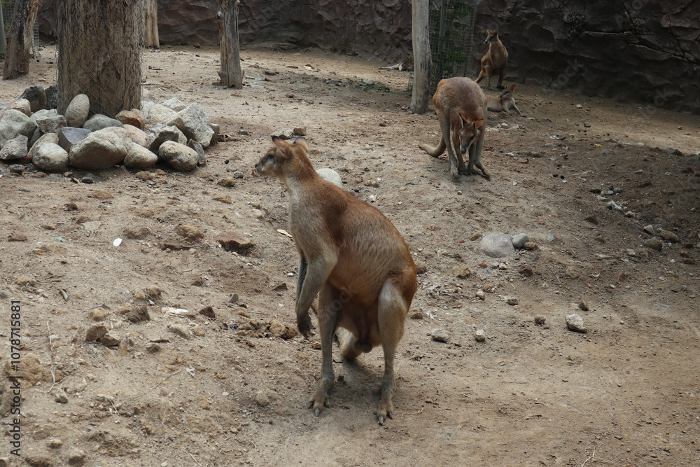 group of kangaroo in the zoo group of kangaroo in the zoo
