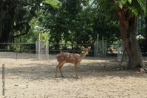 deer looking at the camera with nature landscape