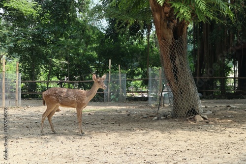 deer looking at the camera with nature landscape