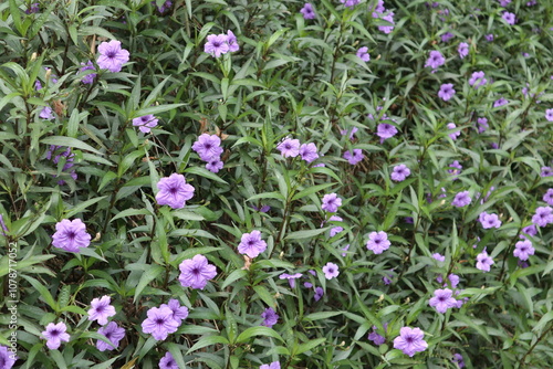 Ruellia simplex or commonly named Mexican petunia, Texas petunia, Britton's wild petunia, Mexican bluebell, and desert petunia. 