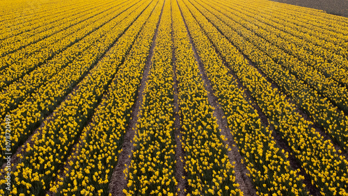 Narcissus Carlton - Narcisse à grande coupe photo