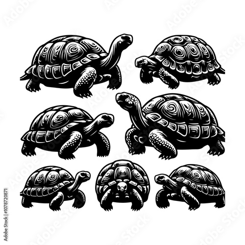 Tortoise icon vector. Tortoise collection silhouette vector on a white background