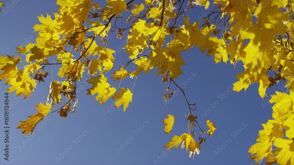 Yellow Autumn Leaves Against Clear Blue Sky Yellow Autumn Leaves Against Clear Blue Sky
