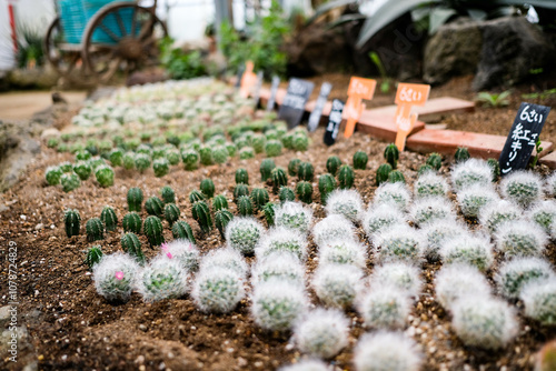 Tableau sur toile Izu Shaboten Zoo, Ito, Japan- 29 Oct 2024: close up of cactus in the soil ready