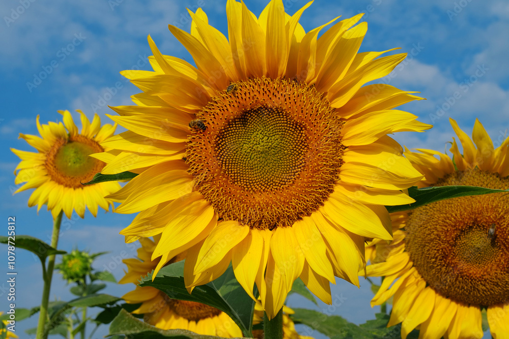 On the field of sunflowers little working bees sits on the sunflower On the field of sunflowers little working bees sits on the sunflower
