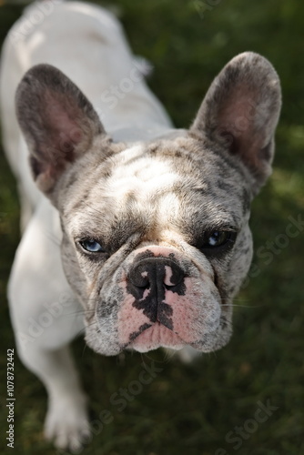 french bulldog puppy