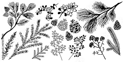 A set of hand-drawn winter botanical elements. Branches of pine, spruce, cones, winter plants, berries.