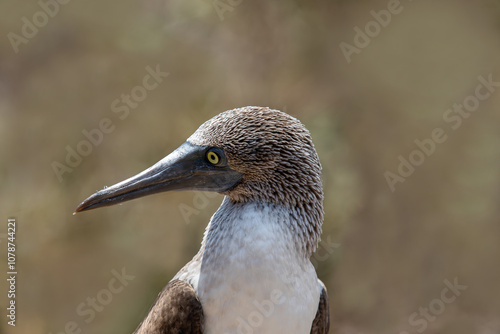Obraz na płótnie A blue-footed booby that lives on the Galapagos Islands in Ecuador. w salonie