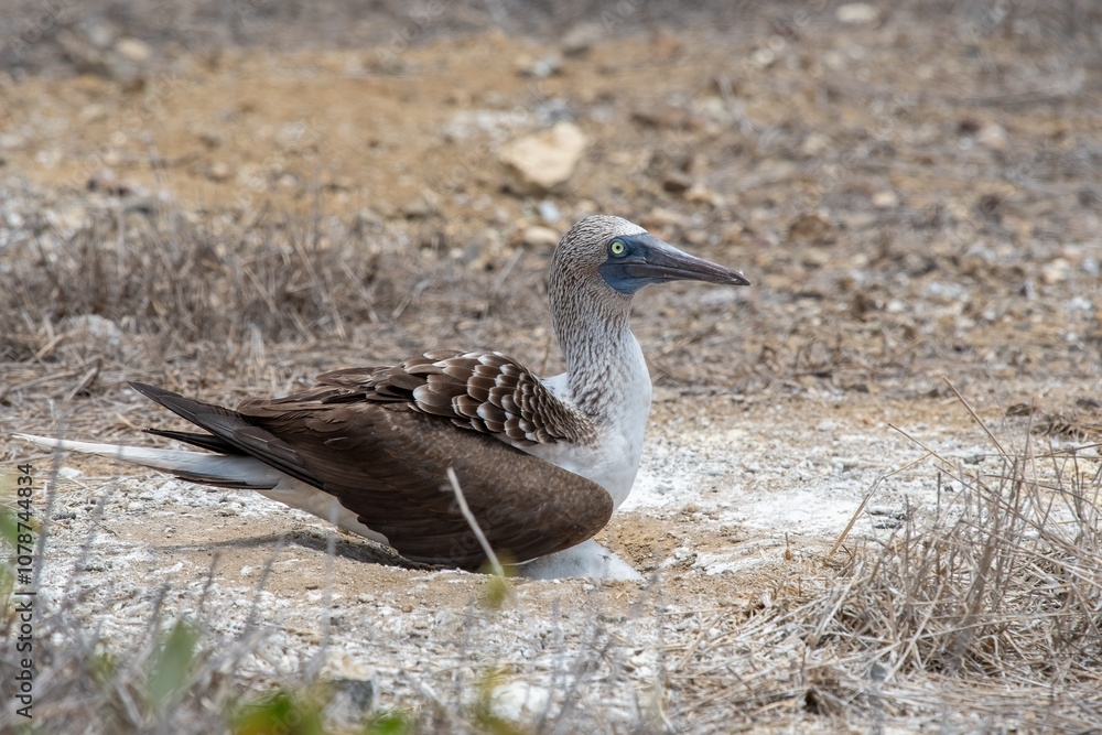 A blue-footed booby that lives on the Galapagos Islands in Ecuador.