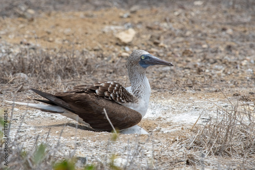 Obraz na płótnie A blue-footed booby that lives on the Galapagos Islands in Ecuador. w salonie