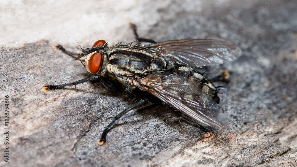 close up of a fly close up of a fly