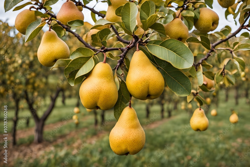 A pear tree branch with plump yellow pears in an orchard with autumn foliage, Ai Generated A pear tree branch with plump yellow pears in an orchard with autumn foliage, Ai Generated
