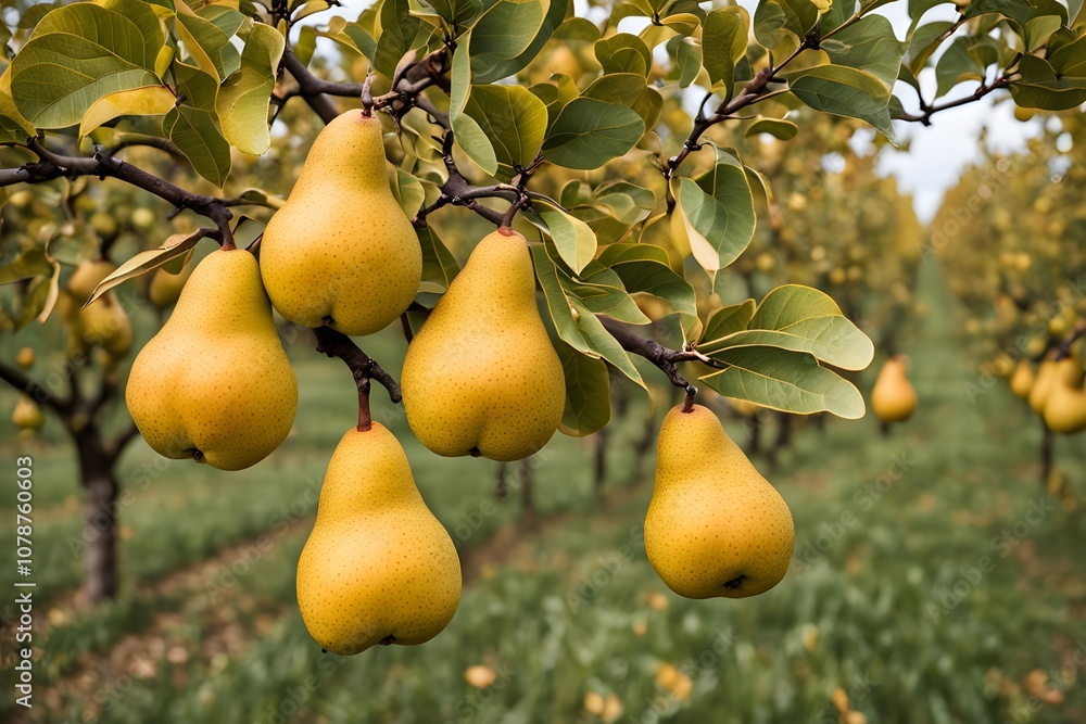 A pear tree branch with plump yellow pears in an orchard with autumn foliage, Ai Generated A pear tree branch with plump yellow pears in an orchard with autumn foliage, Ai Generated