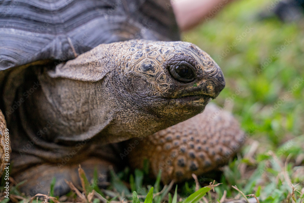 This photo captures an Aldabra giant tortoise leisurely walking across a grassy field. With its ancient, textured shell and powerful claws. This photo captures an Aldabra giant tortoise leisurely walking across a grassy field. With its ancient, textured shell and powerful claws.