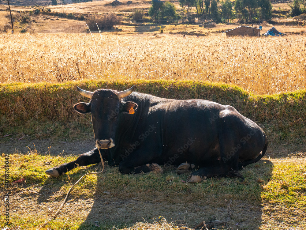 Black Bull Lying in the Pasture Basking in the Sun and Tied with a Rope in Huaraz