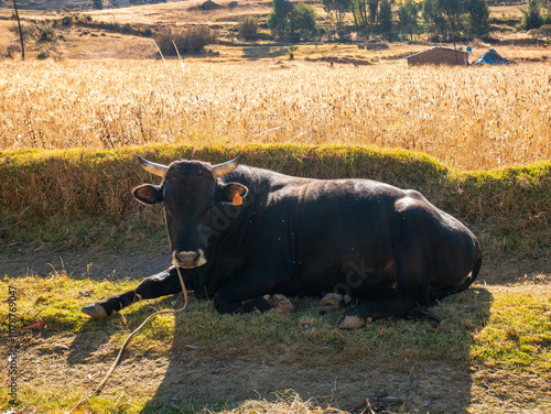Obraz na płótnie Black Bull Lying in the Pasture Basking in the Sun and Tied with a Rope in Huaraz w salonie