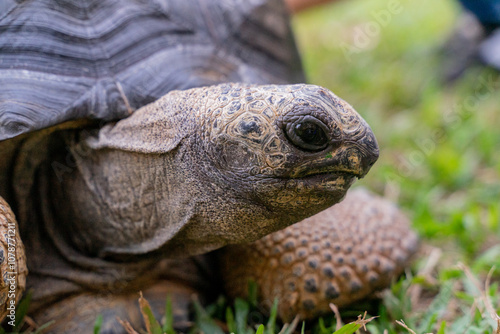 This photo captures an Aldabra giant tortoise leisurely walking across a grassy field. With its ancient, textured shell and powerful claws.