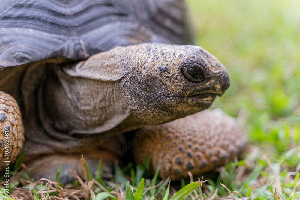 This photo captures an Aldabra giant tortoise leisurely walking across a grassy field. With its ancient, textured shell and powerful claws. This photo captures an Aldabra giant tortoise leisurely walking across a grassy field. With its ancient, textured shell and powerful claws.
