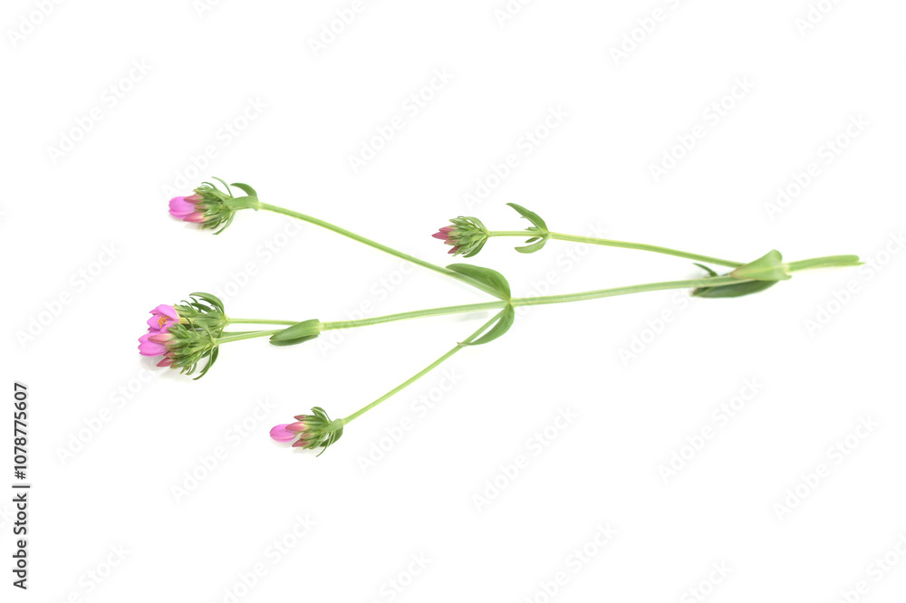 Feverwort Centaurium erythraea flowering pink flowers on white background