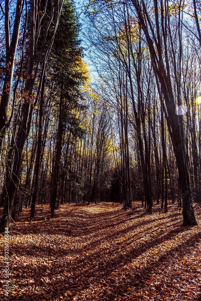 Landscapes - Forest - Europe, Romania, Suceava region Landscapes - Forest - Europe, Romania, Suceava region