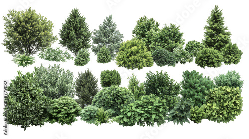 A collection of different types of bushes and trees