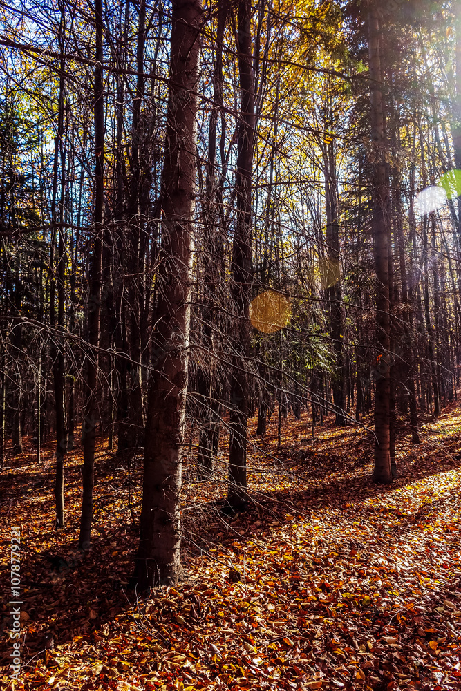 Obraz premium Landscapes - Forest - Europe, Romania, Suceava region