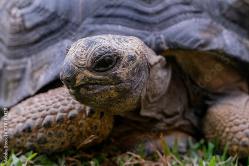 This photo captures an Aldabra giant tortoise leisurely walking across a grassy field. With its ancient, textured shell and powerful claws. photo