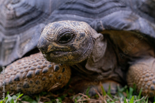 This photo captures an Aldabra giant tortoise leisurely walking across a grassy field. With its ancient, textured shell and powerful claws.