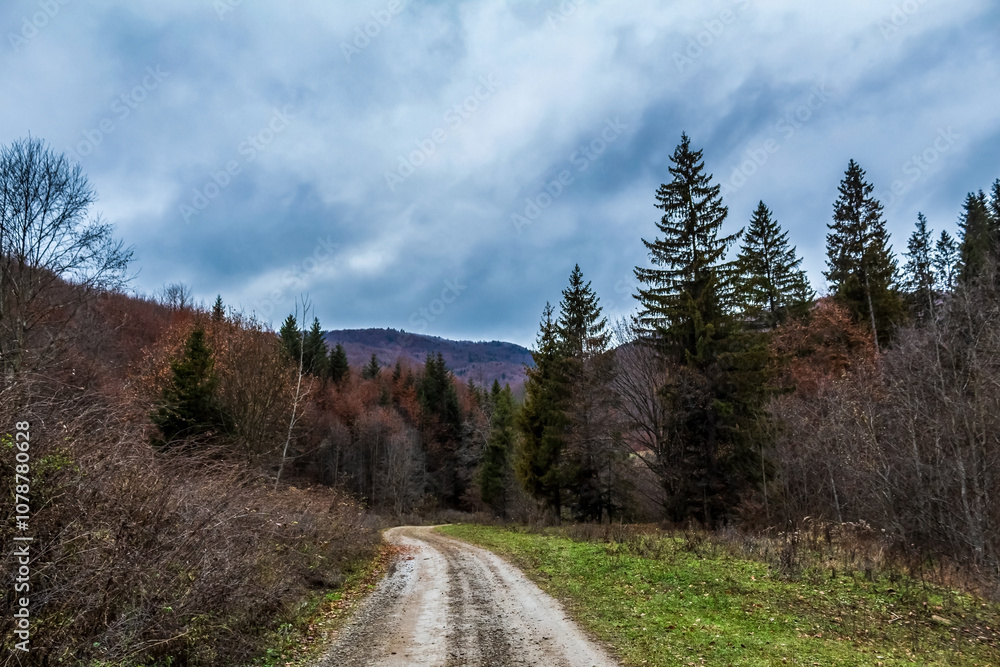 Landscapes - Forest - Europe, Romania, Suceava region Landscapes - Forest - Europe, Romania, Suceava region