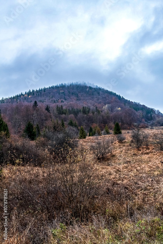 Landscapes - Forest - Europe, Romania, Suceava region