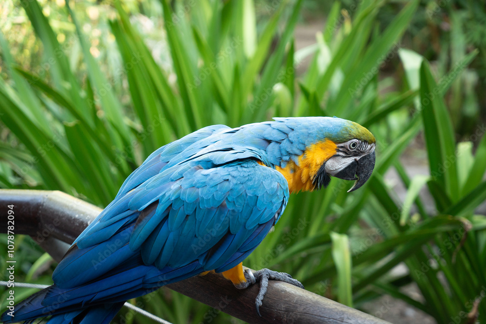 Obraz premium Close-up of a blue and yellow macaw perched on a dark brown branch.