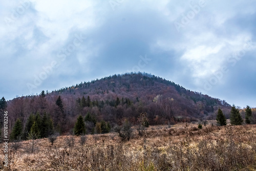 Landscapes - Forest - Europe, Romania, Suceava region