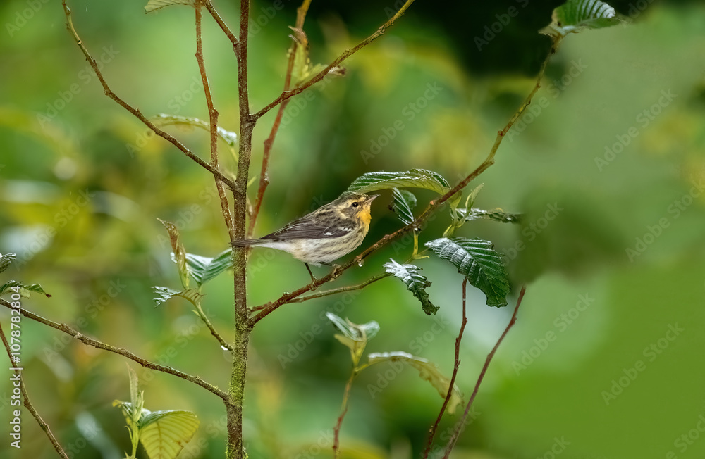 Φωτογραφία With its striking orange and black face, bright orange neck and black and white wings, the Blackburnian Warbler ranks high in bird beauty