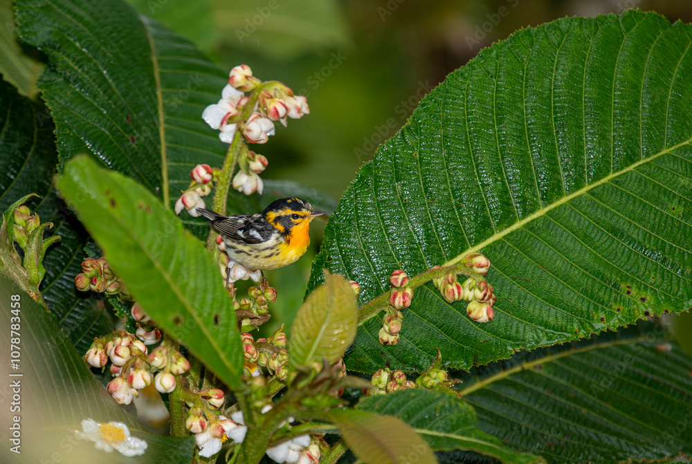 With its striking orange and black face, bright orange neck and black and white wings, the Blackburnian Warbler ranks high in bird beauty. (Setophaga fusca)