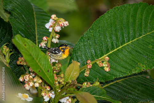 Obraz na płótnie With its striking orange and black face, bright orange neck and black and white wings, the Blackburnian Warbler ranks high in bird beauty. (Setophaga fusca) w salonie