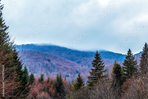 Landscapes - Forest - Europe, Romania, Suceava region