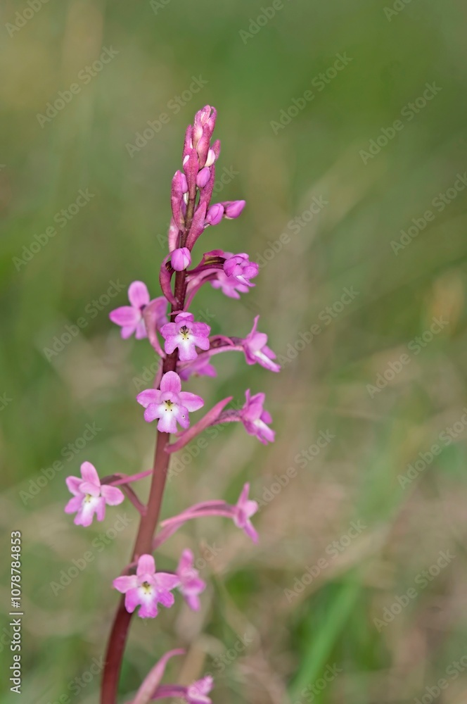 Four-spotted Orchis (Anacamptis quandripunctata), Crete Four-spotted Orchis (Anacamptis quandripunctata), Crete